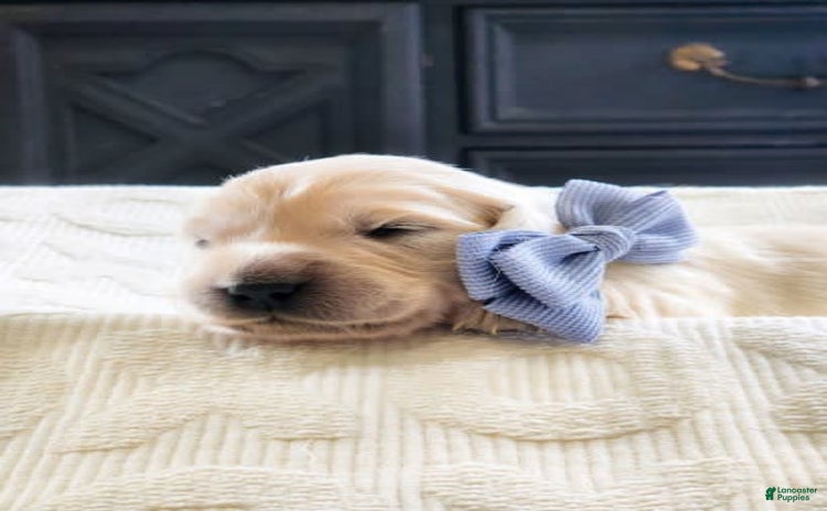 Golden Retriever dogs for sale - Ad 2