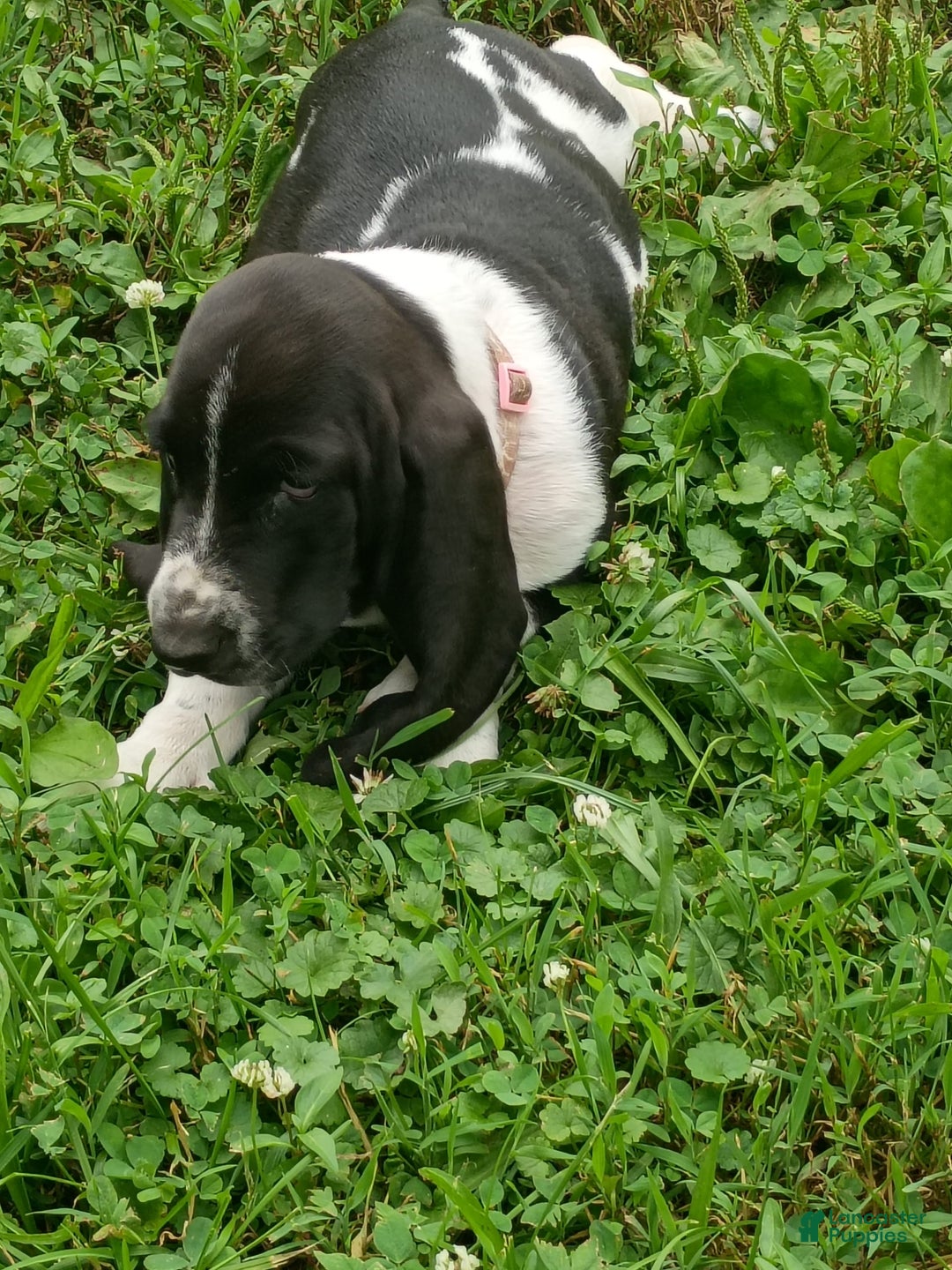 Basset Hound dogs for sale: Shiloh - Image 8
