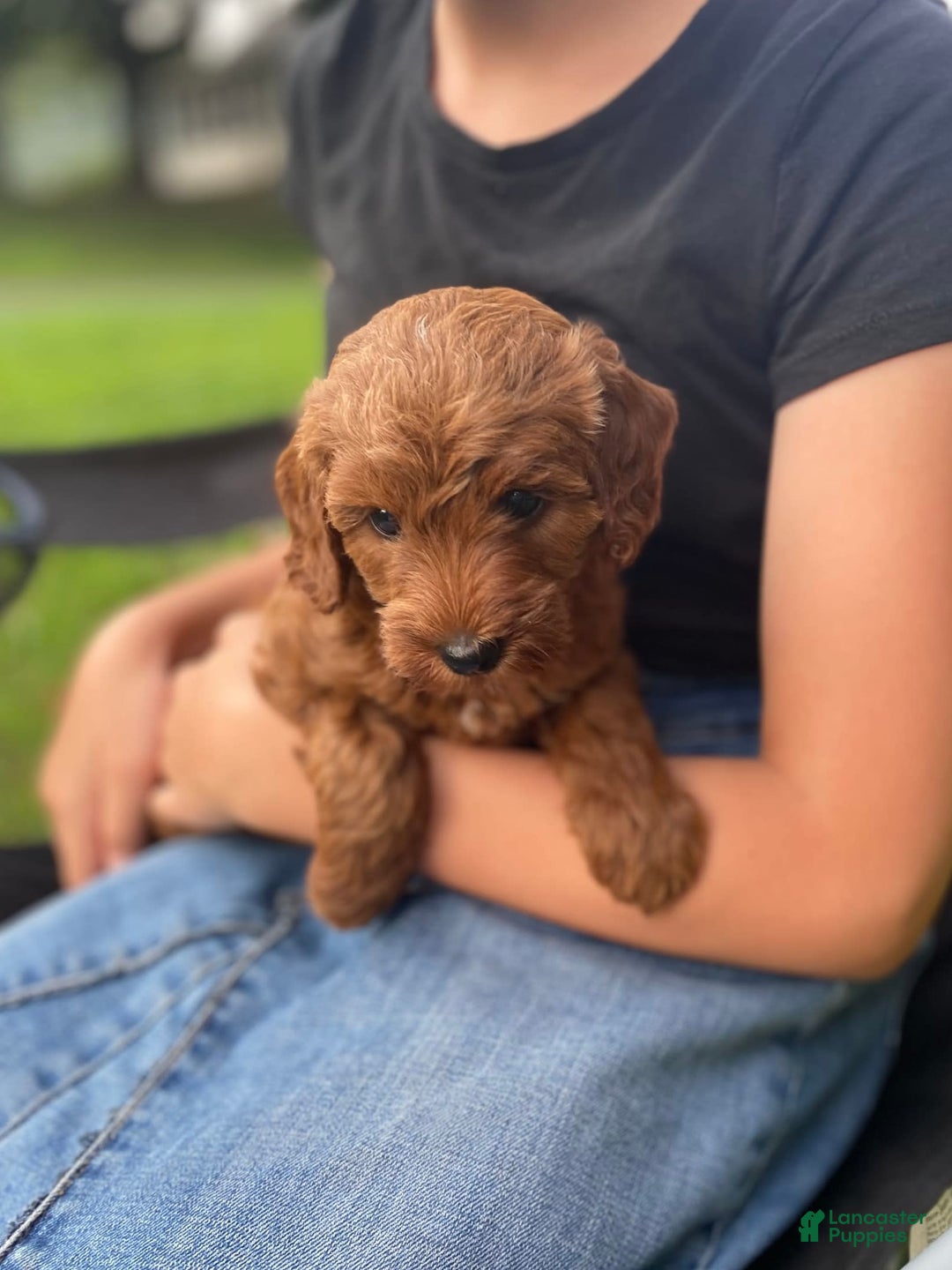  dogs for sale: Nova - Image 3