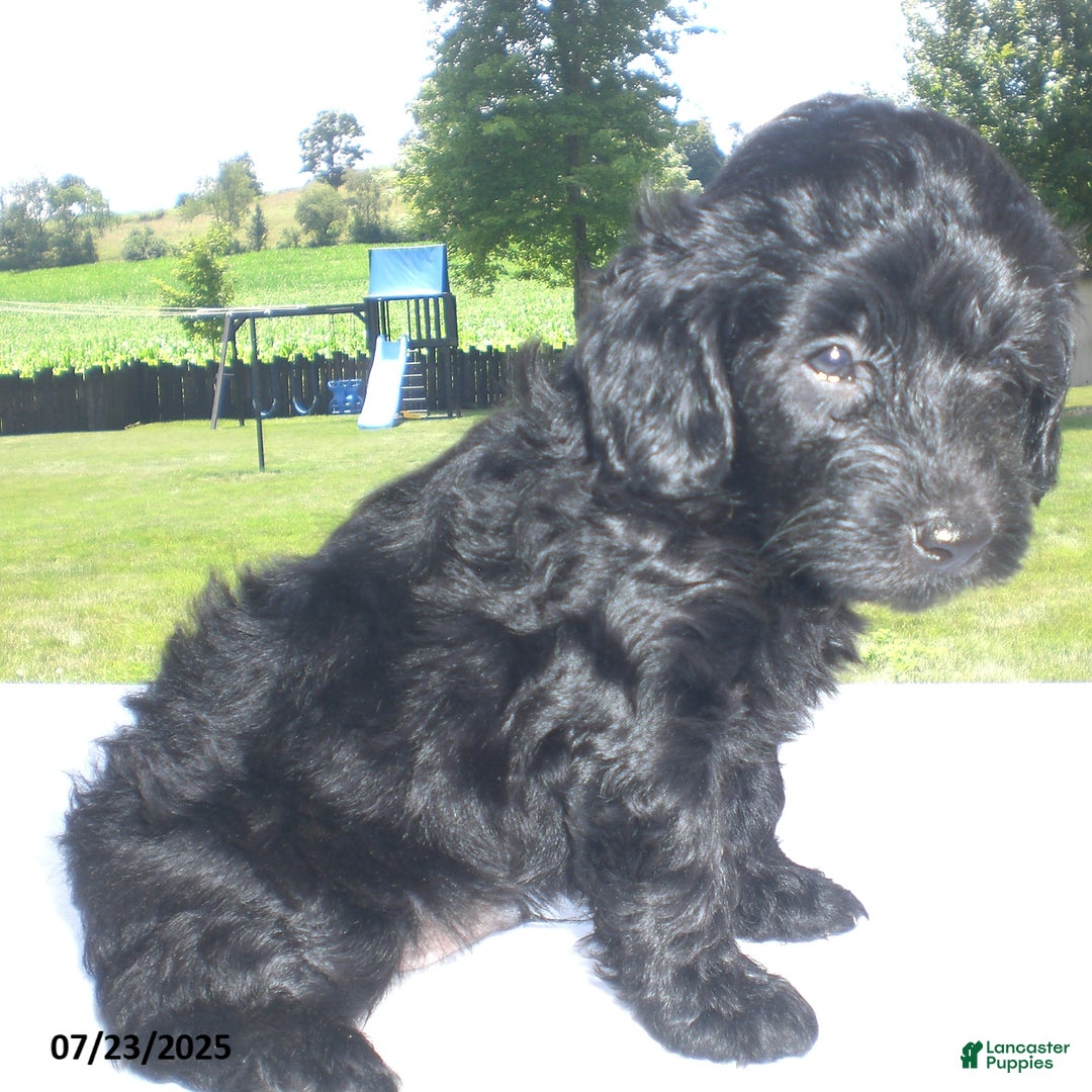 Yorkiepoo dogs for sale: Manny - Image 11