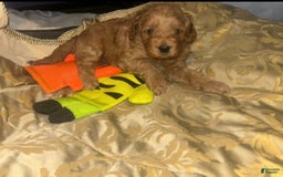 Cavapoo dogs for sale: Max - Image 2