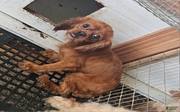 Cavapoo dogs for sale: Cole - Image 4