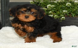 Yorkiepoo dogs for sale: Lucas - Image 8