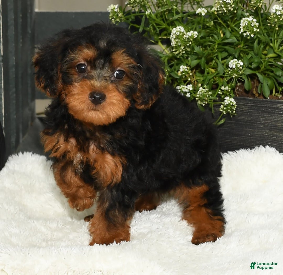 Yorkiepoo dogs for sale: Lucas - Image 8