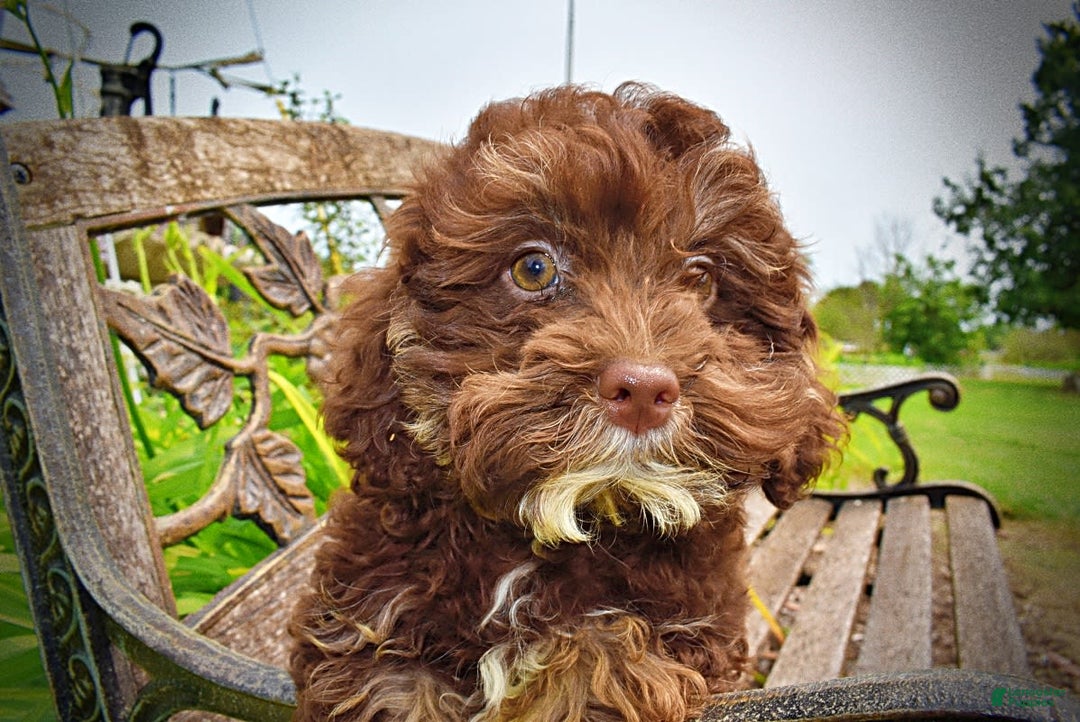 Havapoo dogs for sale: Tucker - Image 12