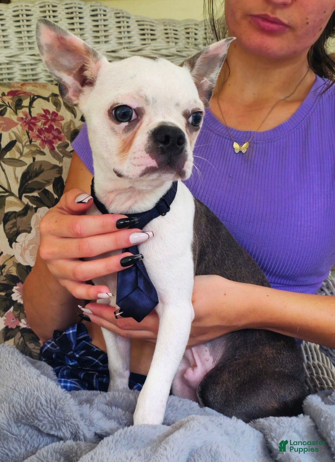 Boston Terrier dogs for sale: Nolan - Image 11