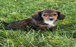Dachshund dogs for sale: Dixie - Image 7