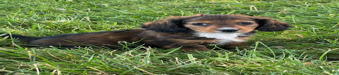 Dixie