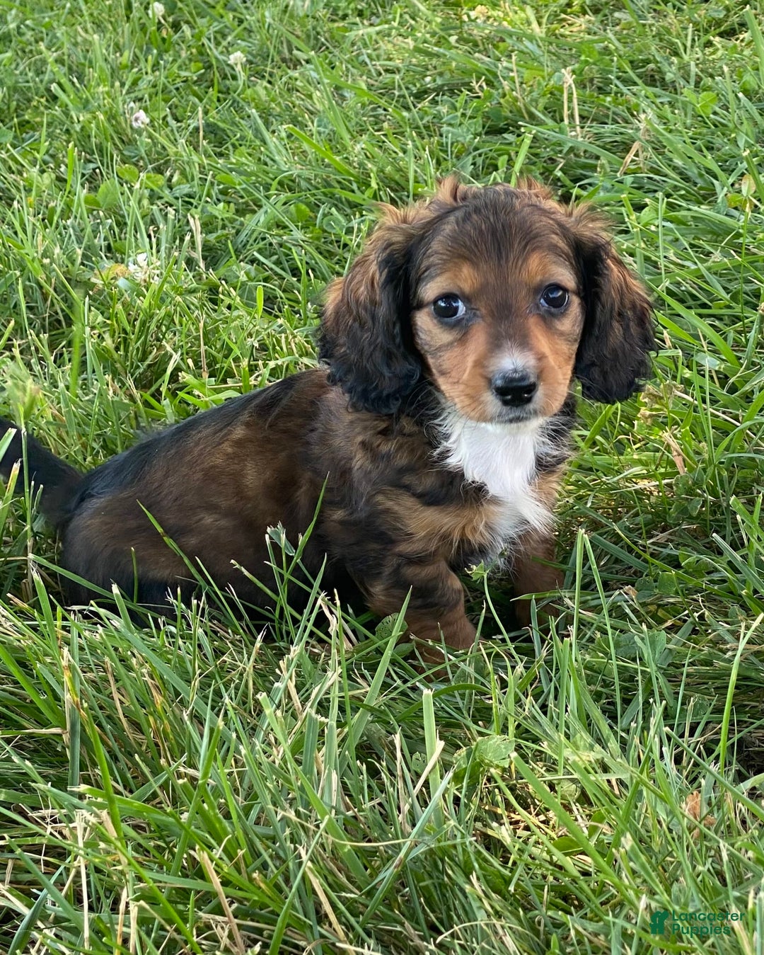Dachshund dogs for sale: Dixie - Image 7