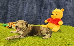 Catahoula Leopard Dog dogs for sale: Duchess 2025 Female 6 - Image 22