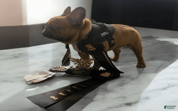 French Bulldog dogs for sale: Raider - Image 26