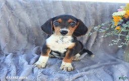 Beagle dogs for sale: Toto - Image 9