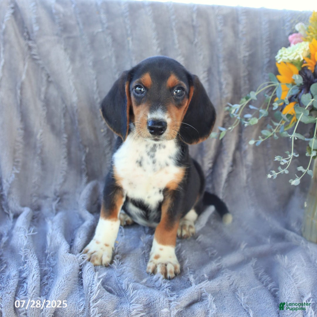 Beagle dogs for sale: Toto - Image 9