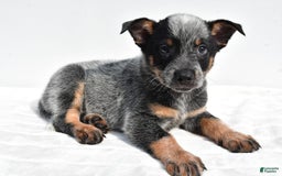 Australian Cattle Dog dogs for sale: Jasper - Image 2