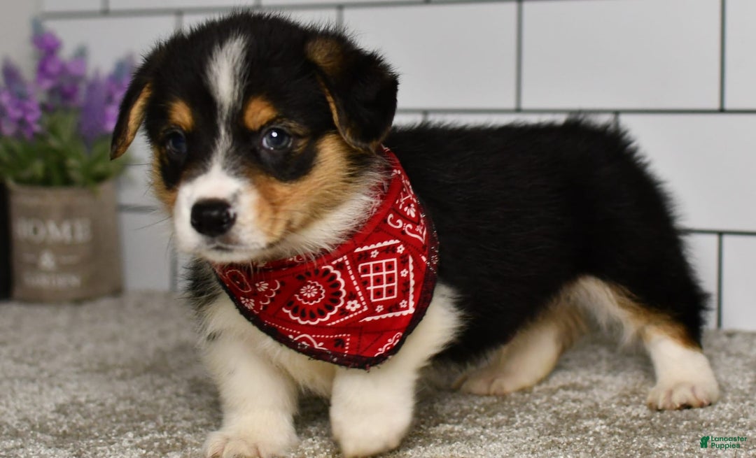 Welsh Corgi Pembroke dogs for sale: Marion - Image 3