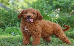 Mini Goldendoodle dogs for sale: Brown Collar - Image 4