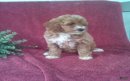 Mini Goldendoodle dogs for sale: Elisa - Image 3