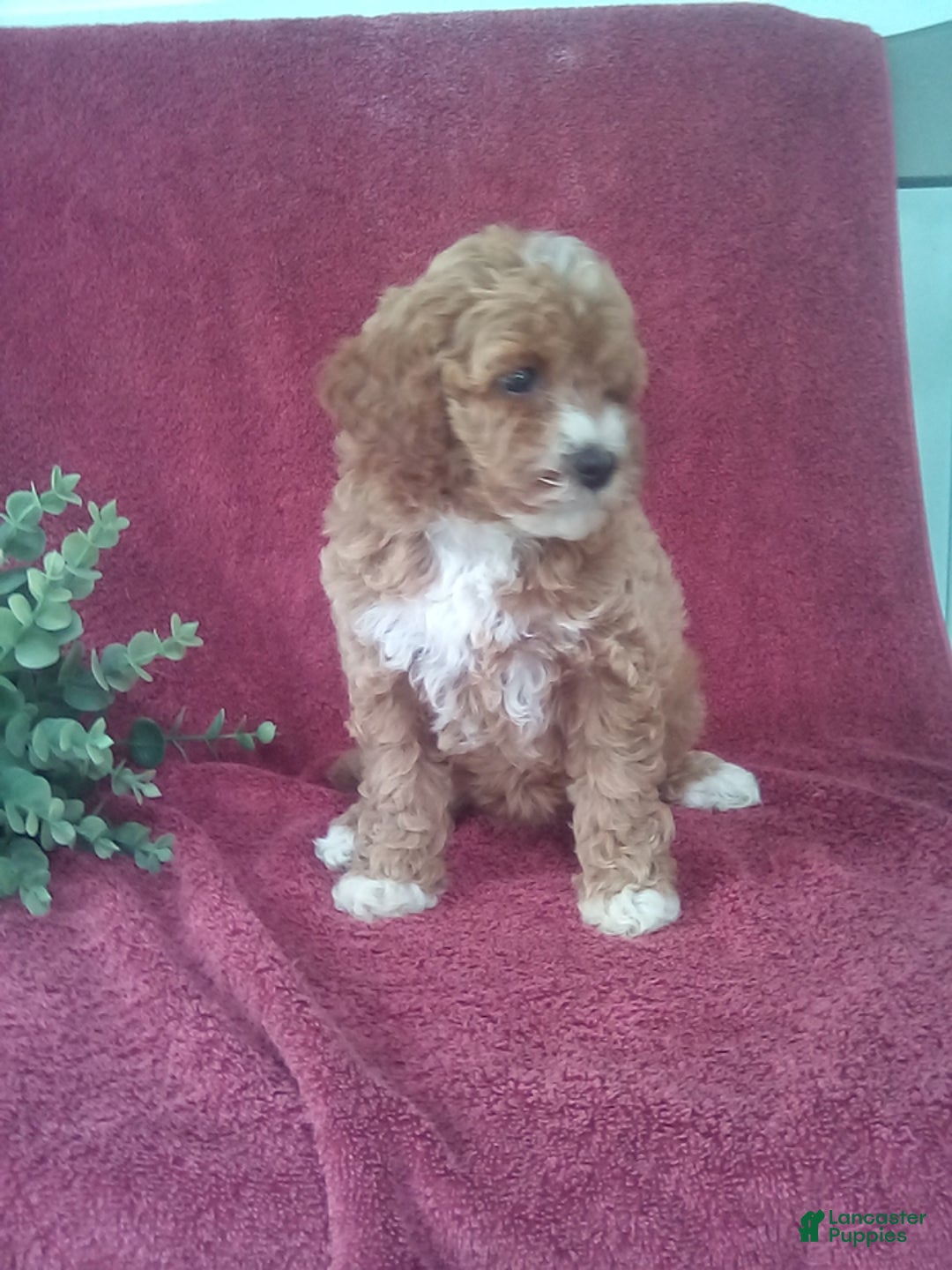 Mini Goldendoodle dogs for sale: Elisa - Image 3