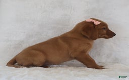 Labrador Retriever dogs for sale: Maggie - Image 3