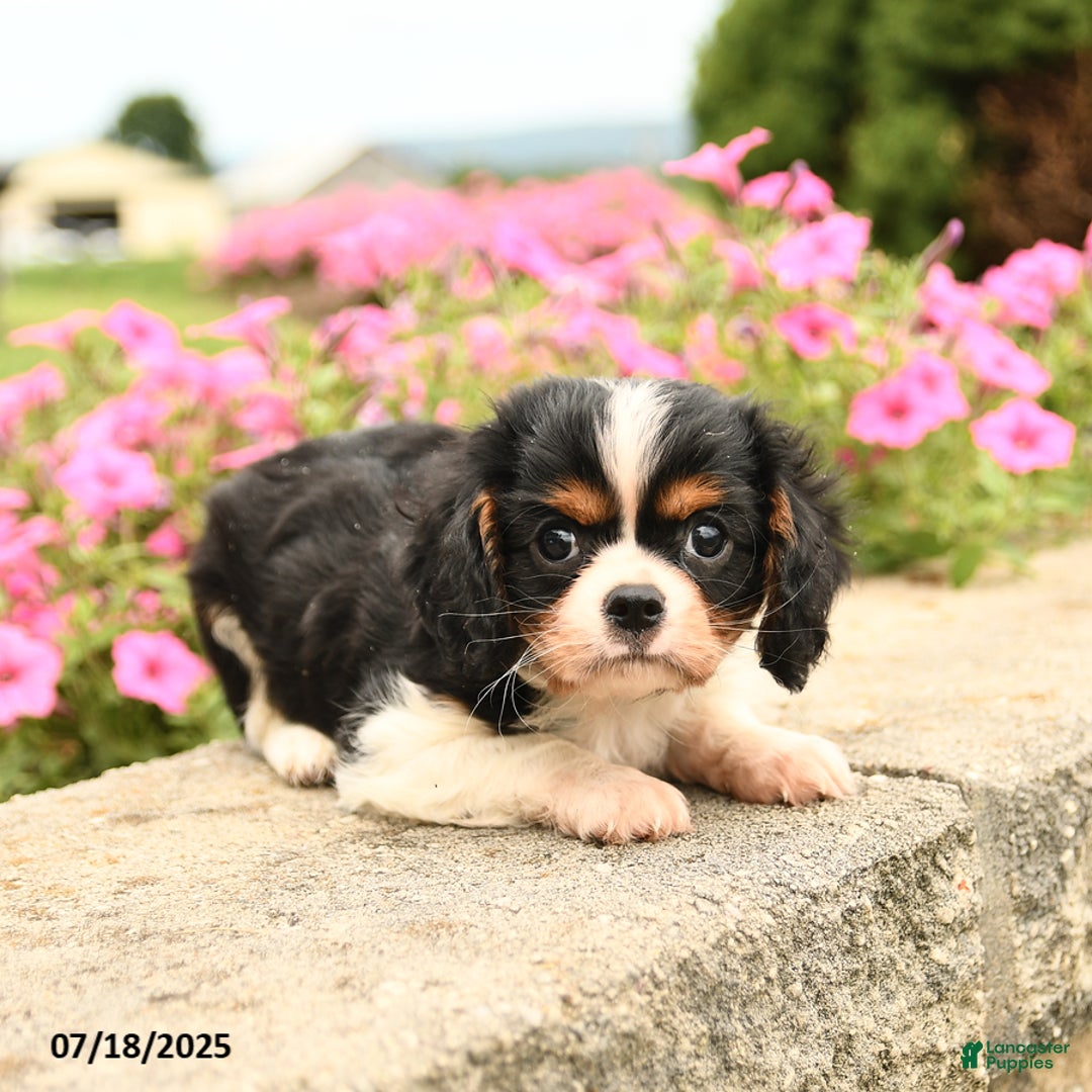 Cavalier King Charles Spaniel dogs for sale: Joey - Image 1