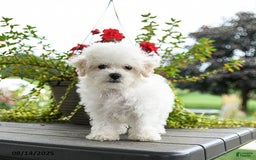Bichon Frise dogs for sale: Polly - Image 3