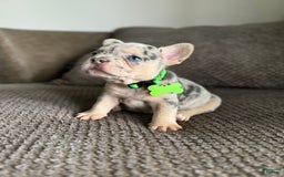 French Bulldog dogs for sale: Peewee - Image 7