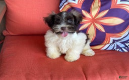 Miniature Schnauzer dogs for sale: Fancy Male 3 Akc Liver Parti - Image 11