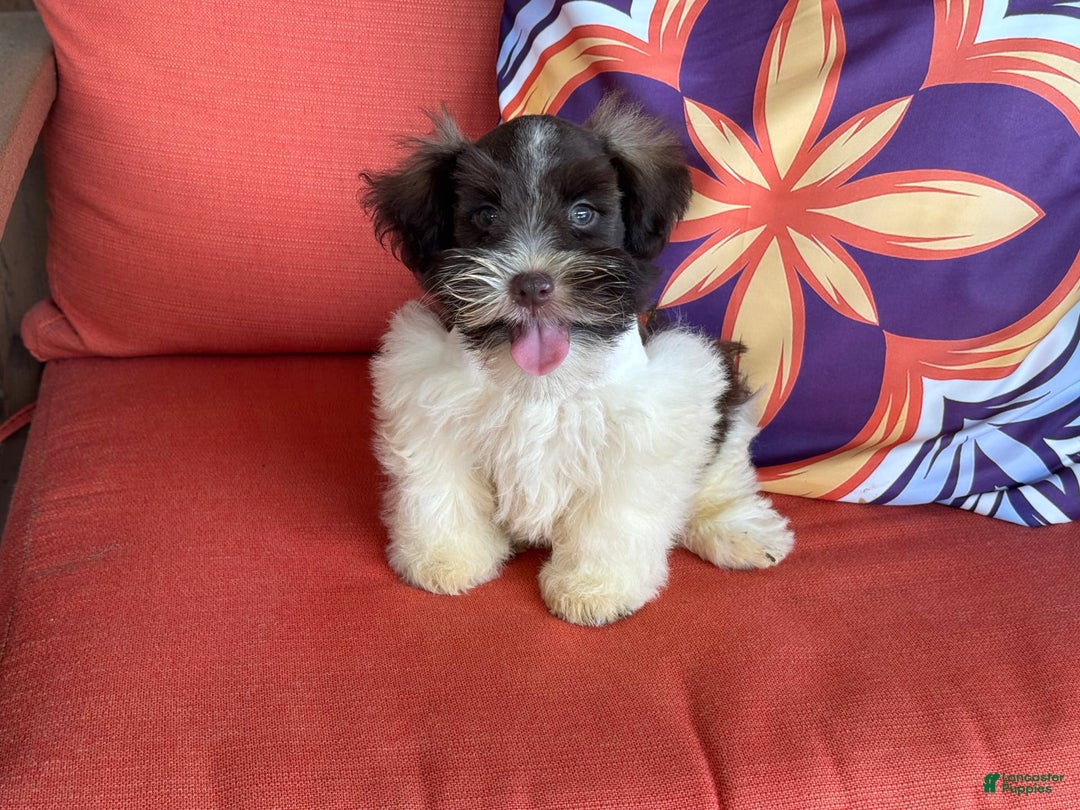 Miniature Schnauzer dogs for sale: Fancy Male 3 Akc Liver Parti - Image 11