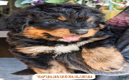 Bernedoodle dogs for sale: Wrangler - Image 14
