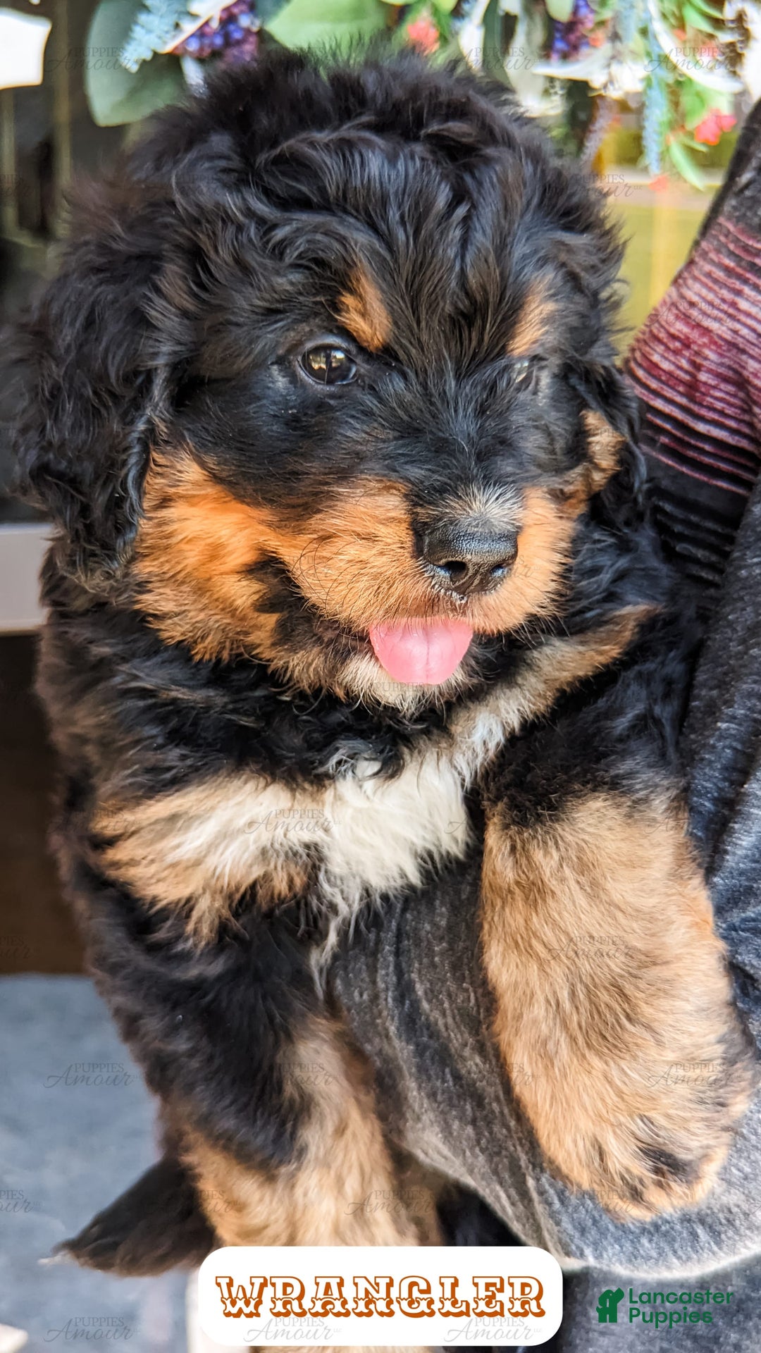 Bernedoodle dogs for sale: Wrangler - Image 14