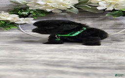 Schipperke dogs for sale: Kip - Image 4