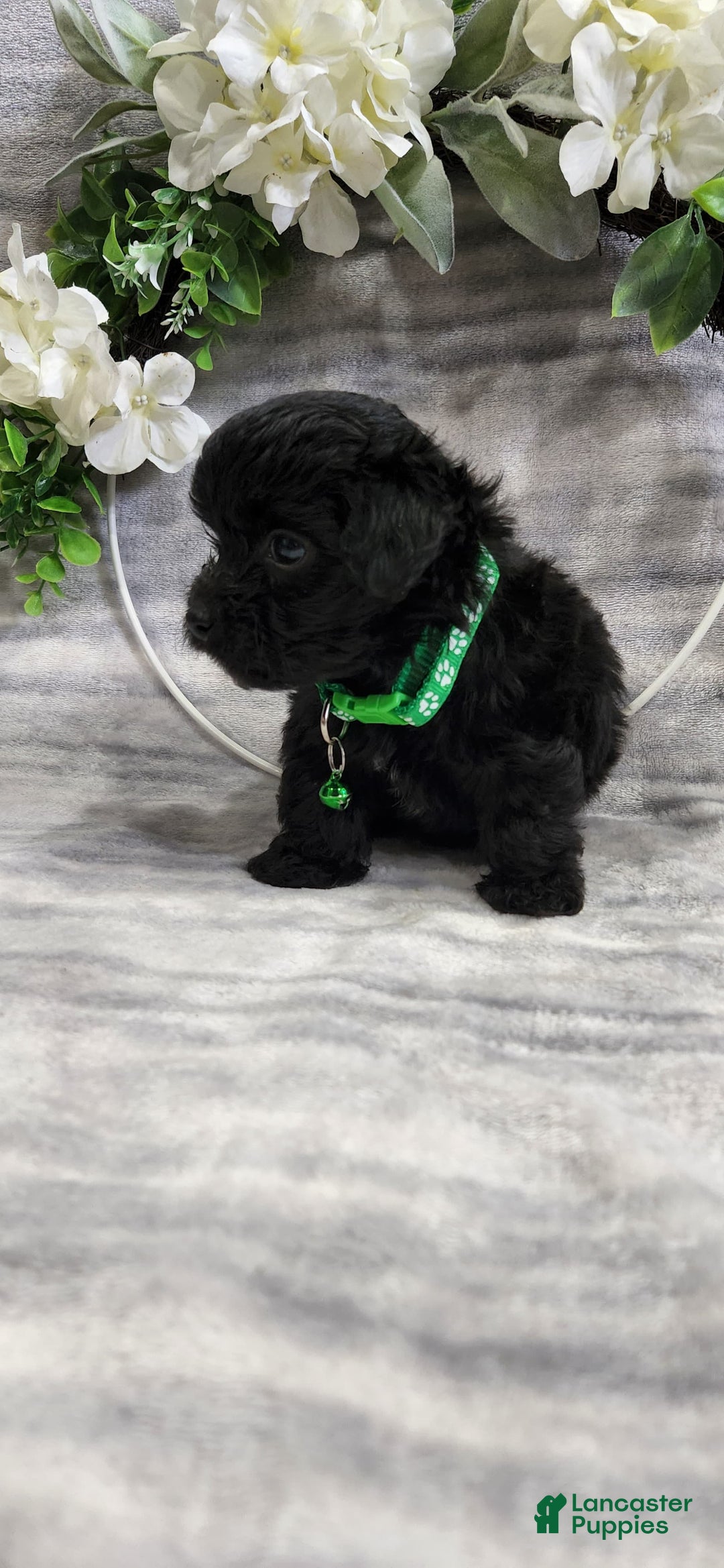 Schipperke dogs for sale: Kip - Image 4