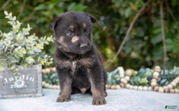 German Shepherd dogs for sale: Milo - Image 2
