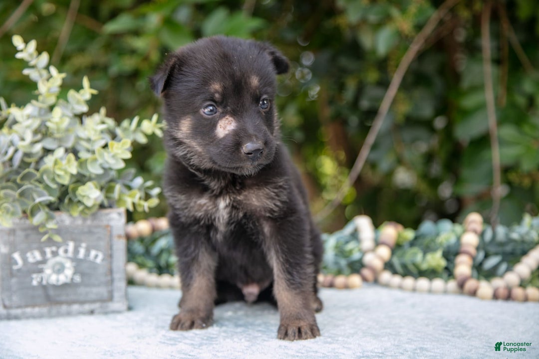 German Shepherd dogs for sale: Milo - Image 2
