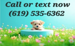 Maltipoo dogs for sale: Cookie - Image 6