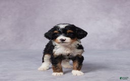 Mini Bernedoodle dogs for sale: Mini Bernedoodle 9 puppies - Image 4