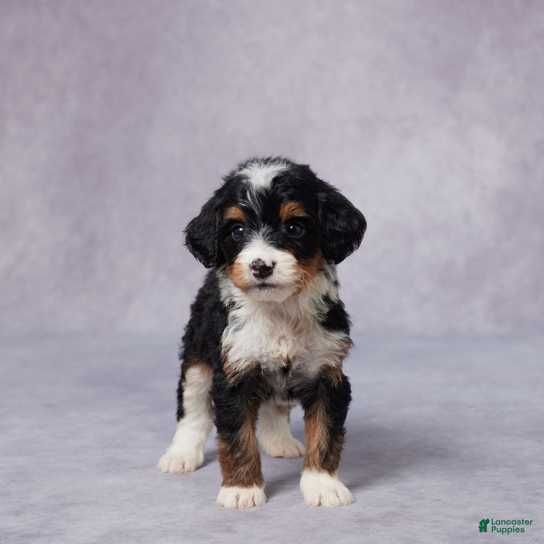 Mini Bernedoodle dogs for sale: Mini Bernedoodle 9 puppies - Image 4