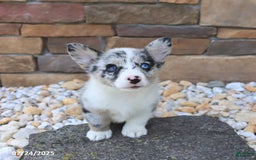 Welsh Corgi Pembroke dogs for sale: Indigo - Image 4
