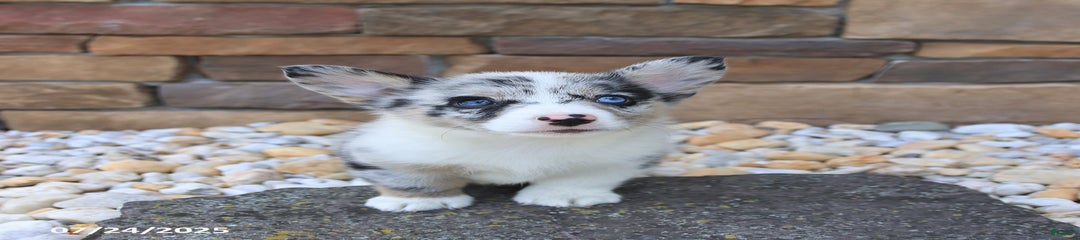Indigo
