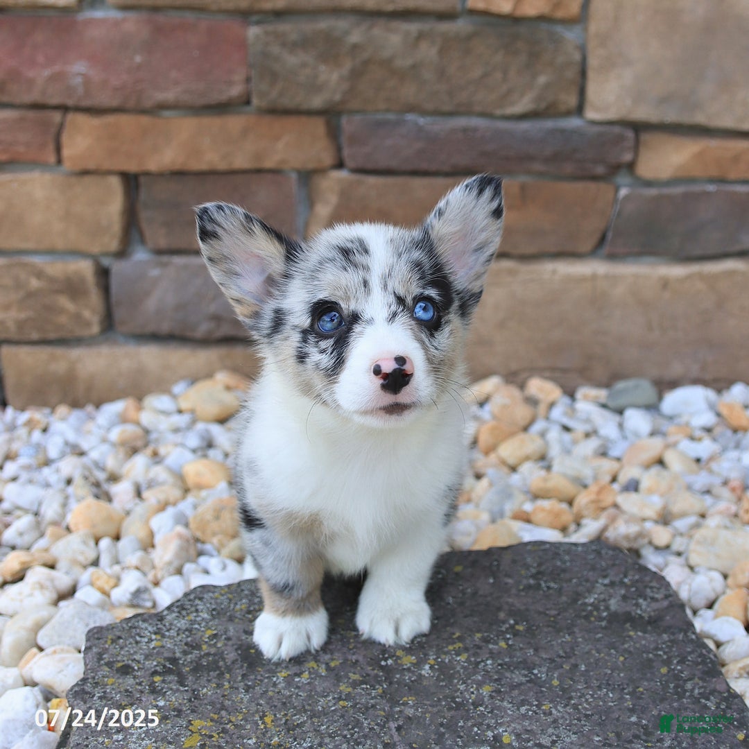 Welsh Corgi Pembroke dogs for sale: Indigo - Image 4
