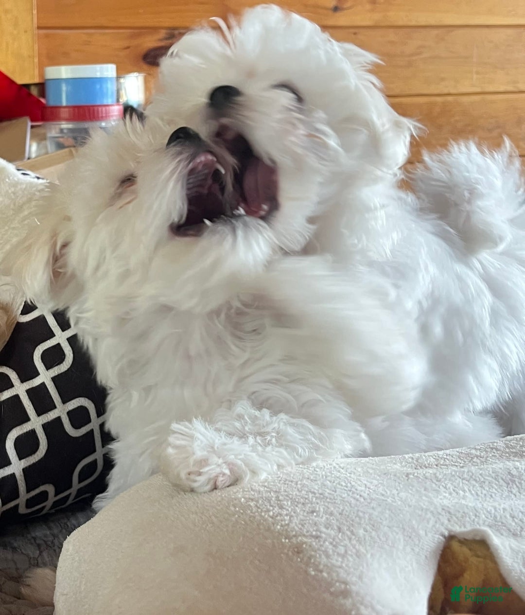 Maltese dogs for sale: Tutie - Image 6