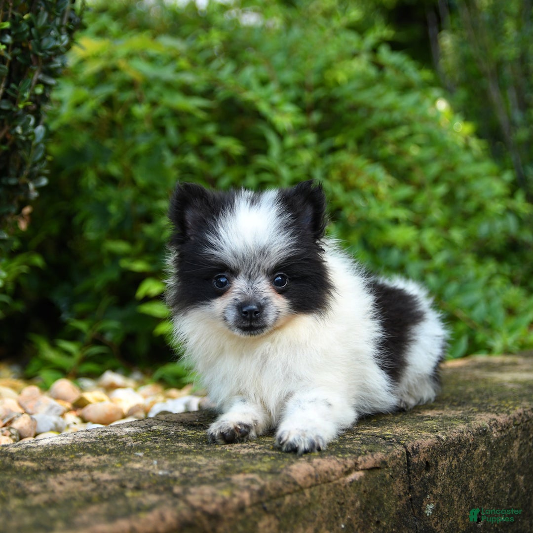 Pomeranian dogs for sale: Olive - Image 4