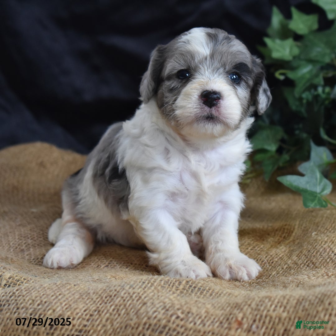 Cavapoo dogs for sale: Ava - Image 5