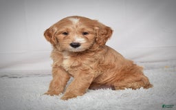  dogs for sale: Mini Goldendoodle 3 puppies - Image 5
