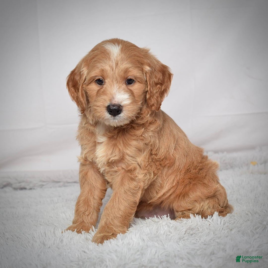  dogs for sale: Mini Goldendoodle 3 puppies - Image 5