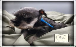 Miniature Schnauzer dogs for sale: Basil - Image 6
