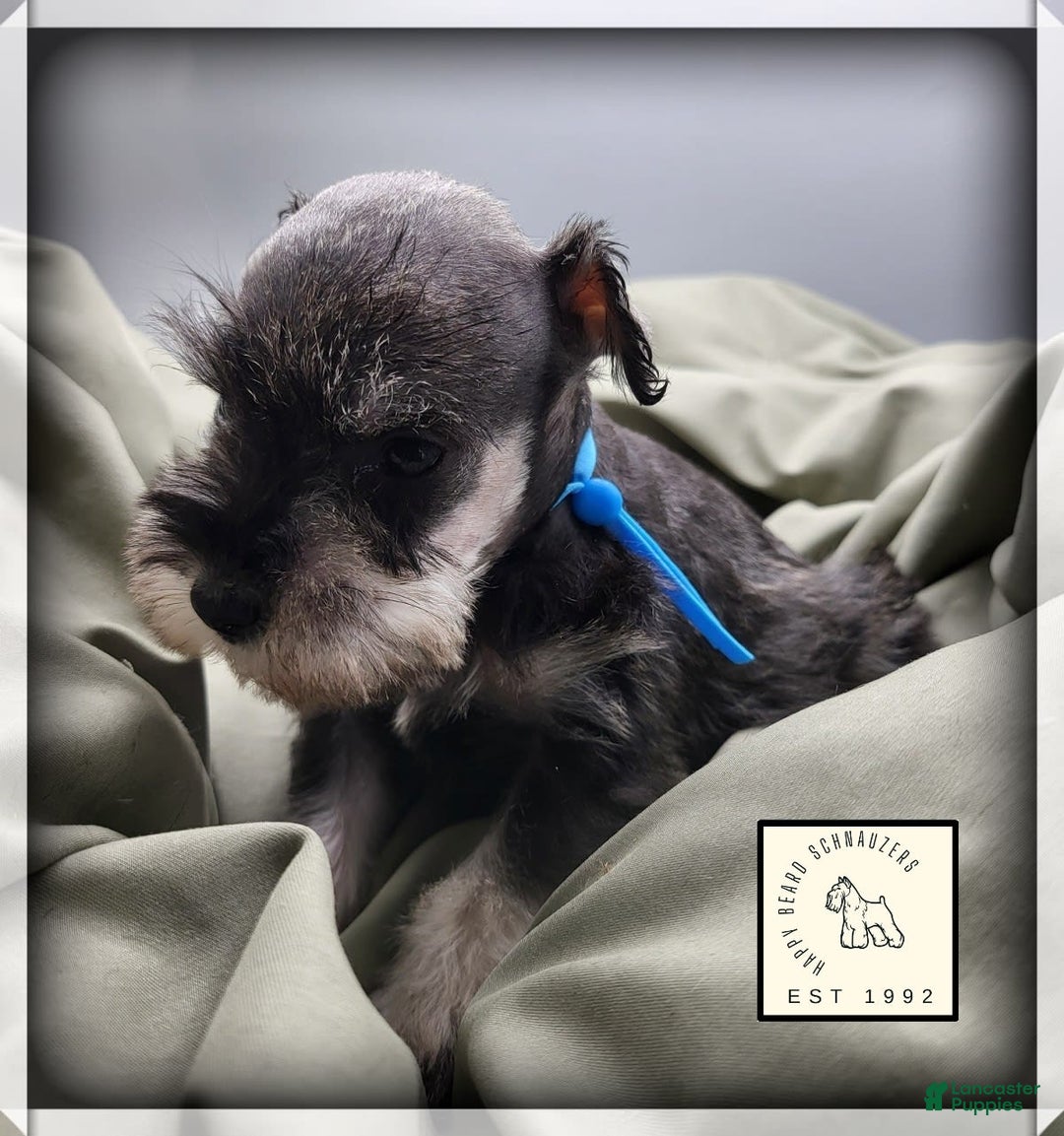 Miniature Schnauzer dogs for sale: Basil - Image 6