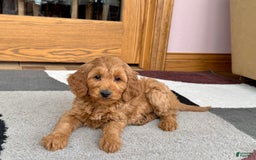 Cockapoo dogs for sale: Manny - Image 12