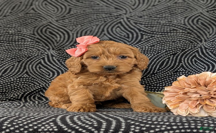 Cockapoo dogs for sale - Ad 4