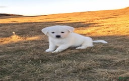 Alaskan Malamute dogs for sale: Evangeline - Image 5